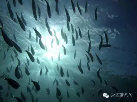 给宝宝补dha吃哪一种鱼（给宝宝吃什么鱼安好又富含DHA）