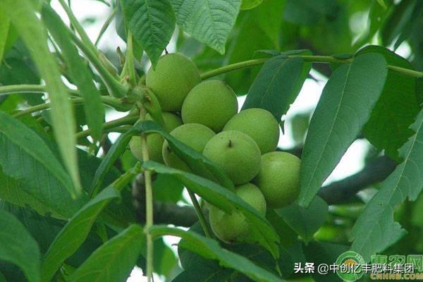 核桃几月份是膨大期（核桃几月份成熟）